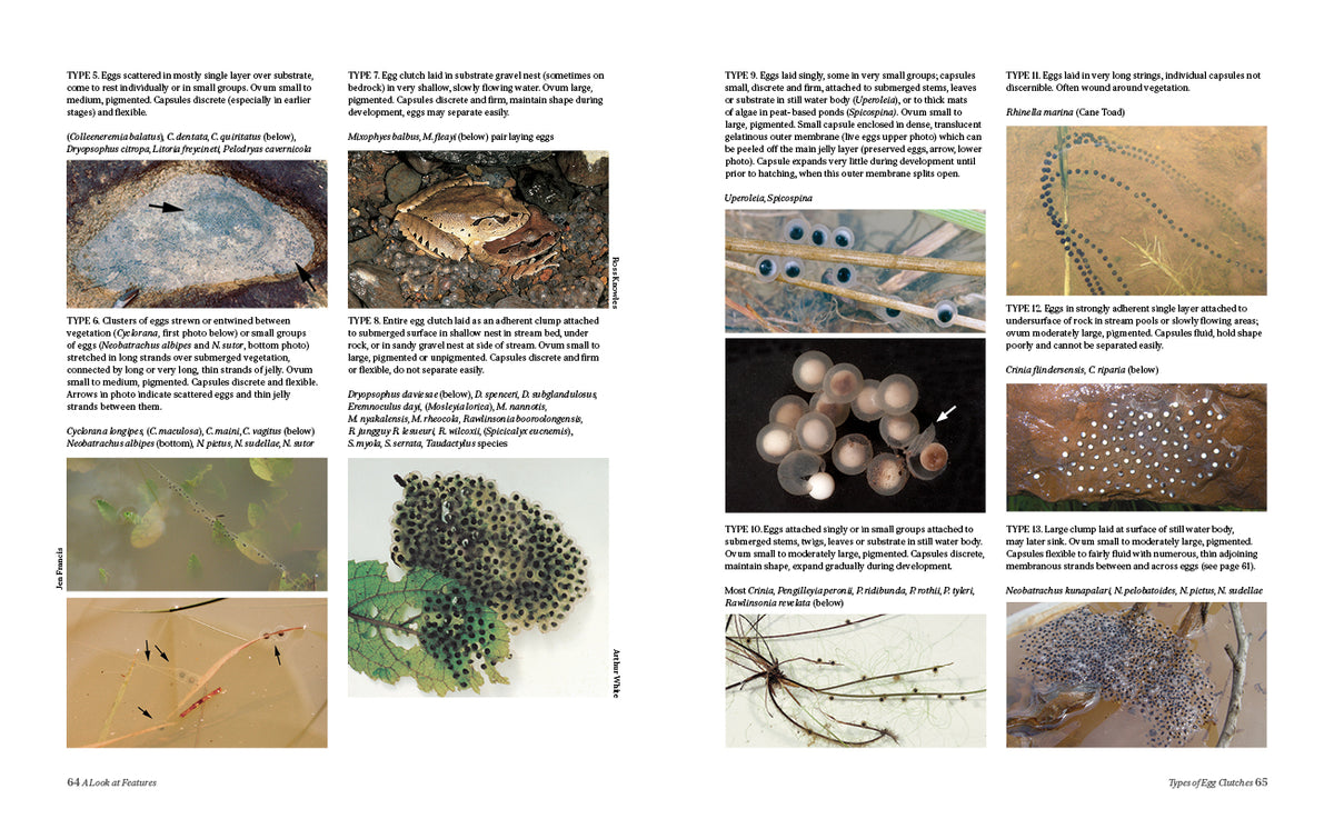 Tadpoles and Frogs of Australia - 3rd edition